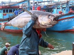 Làm rõ cơ chế suy giảm chất lượng của một số hải sản